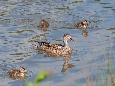 WWT Ducklings