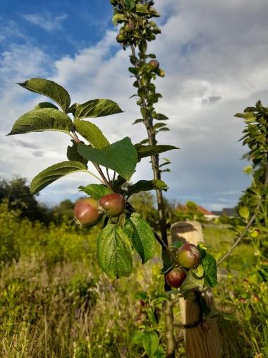 Silksworth Park Orchard