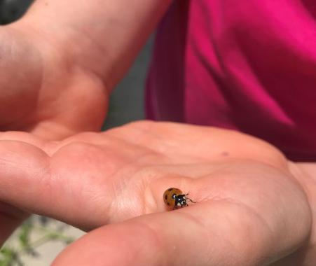 Bug hunting in the Mowbray Park Community Garden