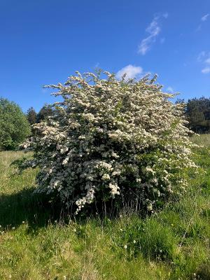 Blossom