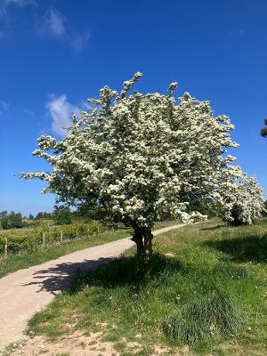 Blossom tree