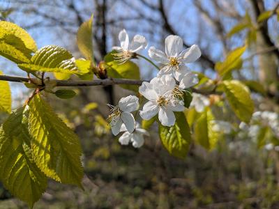 Blossom Photography Comp